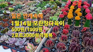 짙은 안개속에 1월14일모란장다육이 500원/1000원/2포트3000원의행복