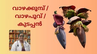 വാഴക്കൂമ്പ് /  വാഴപൂവ് /  കുടപ്പൻ  /Banana flower-Ayurveda health benefit