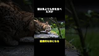 猫の豆知識・パート2 #動物 #雑学 #ねこ #shorts