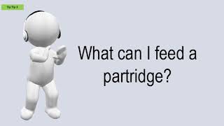 What Can I Feed A Partridge?