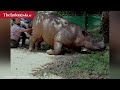 a baby sumatran rhino born in way kambas