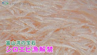 【富山県滑川沖】「富山湾の宝石」シロエビ漁解禁（2021/4/1放送）