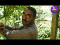 ഇത്ര എളുപ്പം ആയിരുന്നോ എയർ ലേയറിങ് air layering tricks and tips air layering malayalam krishi