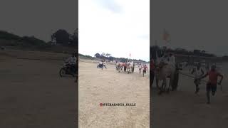 terabandi bulls || ಹಲಗಲಿ ಮೈದಾನ ವಿಜೇತ 🚩.#viralvideo #views #shortvideo #subscribe #love