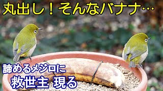 植木鉢でバードフィーダー（野鳥の餌台）バナナ編2～メジロ/ヒヨドリ/スズメ