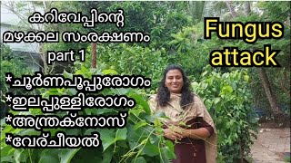 കറിവേപ്പിന്റെ മഴക്കല സംരക്ഷണം part 1||Fungus attacks in curry leaves||Jickyz Green World||