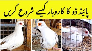 How to Start Pied Dove Farming | Pied Dove Business From Home | Birds Farming Business idea