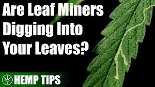 Dealing with Leaf Miners in a Hemp Grow