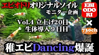 ダンシングソイル立ち上げ20日生体導入から9日。稚エビが誕生しました（お迎えから抱卵してた子やけども…）【エビオドリオリジナルソイル性能検証モニター企画】