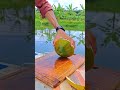 small tree coconut cutting satisfying asmr