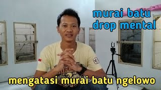 Cara merawat murai batu ngelowo karena drop mental / mengatasi murai batu ngelowo