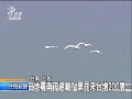 20110318 公視晚間新聞 日地震南下避難 黑琵來台增200隻