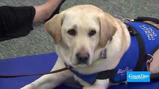 Walter the Therapy Dog