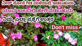 ನೀರ್ ಸೋಣೆ ಗಿಡ ಯಾವ ಯಾವ ರೀತಿ ನೆಡಬಹುದು/ಮಳೆಯಲ್ಲಿ ಇಟ್ಟರೆ ಏನಾಗತ್ತೆ ?  /Impatience plant care in monsoon