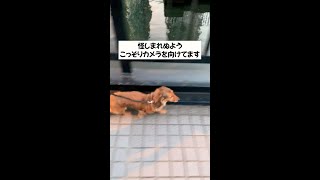 【検証】散歩中の愛犬は、横切る飼い主に気づくか【ミニチュアダックスフンド】