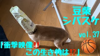 【豆柴】vol.37 衝撃映像‼️この生き物は⁉️