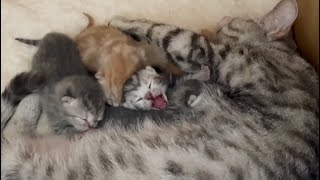 赤ちゃん子猫の4日目の体重測定。 Baby kitten weight measurement