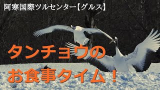 阿寒国際ツルセンターでタンチョウの給餌を見てきたよ！