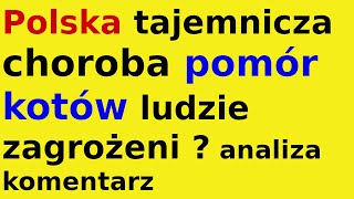 Polska tajemnicza choroba koty komentarz analiza