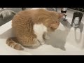 【猫のいる暮らし】洗面台でくつろぎ、水びたしになる猫【エキゾチックショートヘア】