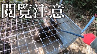 【Please be careful to see】箱罠で2頭のイノシシを捕獲したので電気止めさしを行なっていきます。赤いのが苦手な方は閲覧注意