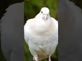 dove of peace