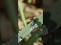 Довго збирався з силами але все ж полетів природаукраїни insects nature