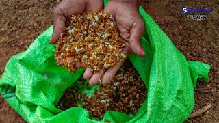 ଶ୍ୱାସ ରୋଗ ଦୂର କରେ କାଈ ଚଟଣୀ | Red Ant Chutney | Swasthya Sambad