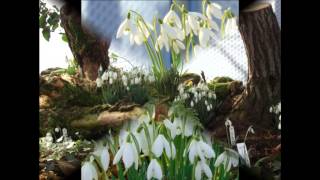Snowdrop and Hellebore Event 2015 - Promotional Trailer