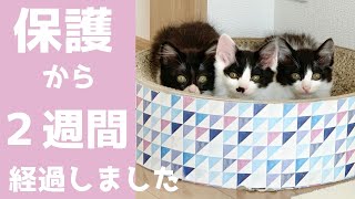 【子猫保護】２週間で体も家猫修行も急成長！