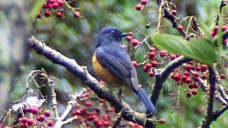 Vivid Niltava_ male bird activity in tree with prosperously red tree fruit.