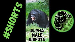 Powerful Male Chimp Dispute #Shorts