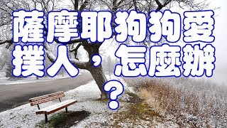 薩摩耶狗狗愛撲人，怎麼辦？