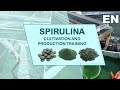 How to grow spirulina