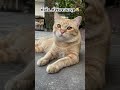 แมวส้มจอมซน cat family funny catlover แมวน่ารัก animals cutecat chat ทาสแมว แมวส้ม สัตว์