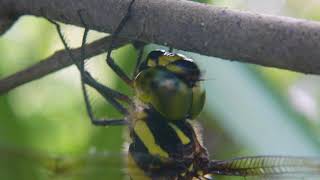 休息するミルンヤンマ Planaeschna milnei milnei