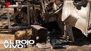 Hallan un gato entre escombros después de 9 días de tornado en Kentucky