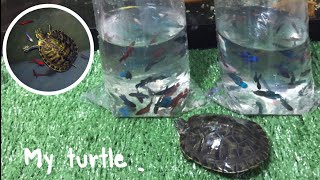 Feeding my turtle ให้อาหารสด(ปลา)กับเต่าญี่ปุ่น