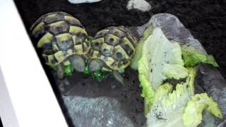 Tortoise update with new cave and soil! Enjoying their food.