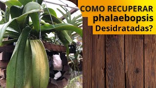 Como recuperar Phalaenopsis com as folhas murchas! E causas.