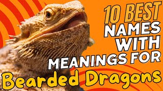 10 Best Names with Meanings for Bearded Dragons 🦎✨