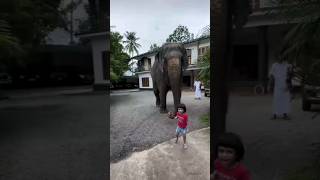 එයාලගෙ ආදරේ🐘❤#elephant#foryou#love#shortsviral#youtubeshorts#fyp#fypシ゚viral#trending#viralvideo#fy