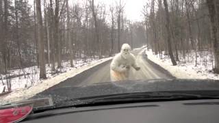 SHOCKING YETI ENCOUNTER CAUGHT ON TAPE