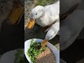 discover the delicious morning diet of pekin ducks shorts ducks duck