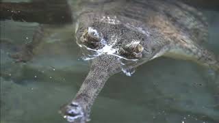 Gharials!