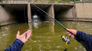 There Were Fish EVERYWHERE in this Urban Spillway Tunnel (INSANE)