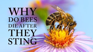 🤔 why do bees die after they sting ?😵😵 #worldtrivia#wildlife#animalkingdom#birdslover#bees