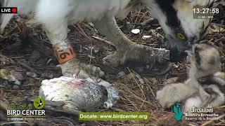 Urdaibai Águila pescadora - Albino Osprey 03.06.2021 13:23