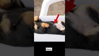 Shocking Facts about puppy \u0026 paris #shorts #shortvideo