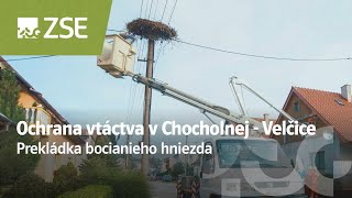 Prekládka bocianieho hniezda v Chocholnej - Velčice